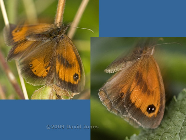 Gatekeeper butterfly reacting to camera shutter and flash