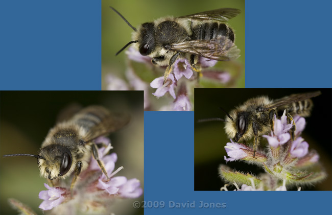 Solitary bee on Water Mint