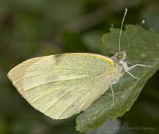 Large White butterfly rests on Hawthorn leaf
