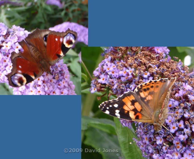 Peacock and Painted Lady butterflies on Buddlea