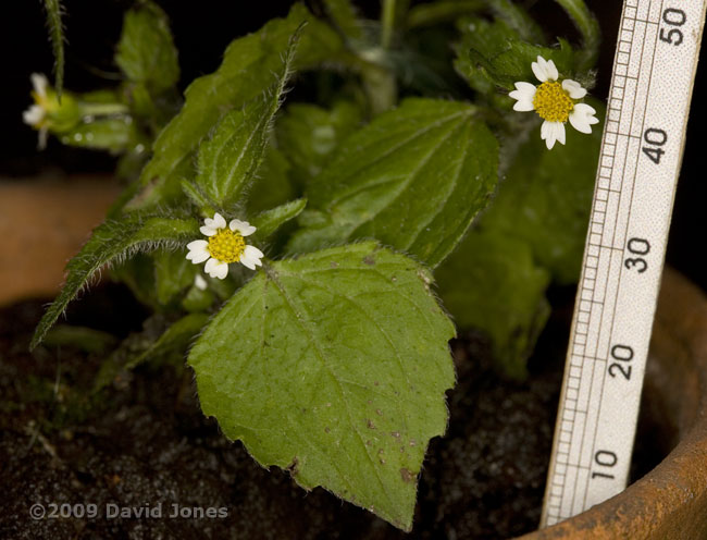 Shaggy Soldier(Galinsoga quadriradiata) - 1