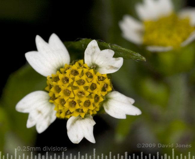 Shaggy Soldier(Galinsoga quadriradiata) - 2; close-up of flower (a)