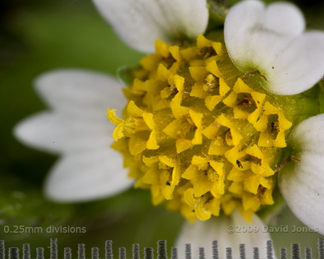 Shaggy Soldier(Galinsoga quadriradiata) - 2; close-up of flower (b)