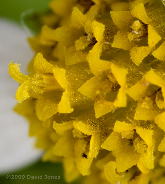 Shaggy Soldier(Galinsoga quadriradiata) - 2; close-up of flower (c)