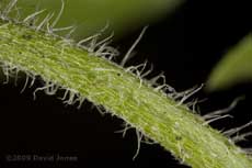 Shaggy Soldier(Galinsoga quadriradiata) - 3; close-up of hairy stem