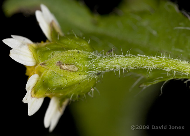 Shaggy Soldier(Galinsoga quadriradiata) - 4; close-up of flower stalk (a)