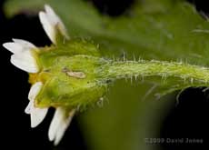 Shaggy Soldier(Galinsoga quadriradiata) - 4; close-up of flower stalk