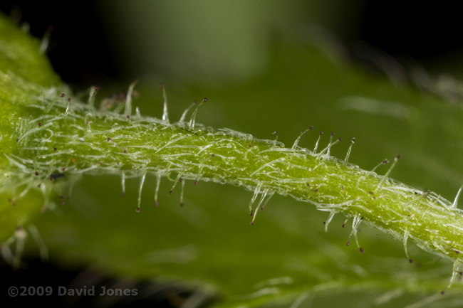 Shaggy Soldier(Galinsoga quadriradiata) - 4; close-up of flower stalk (b)