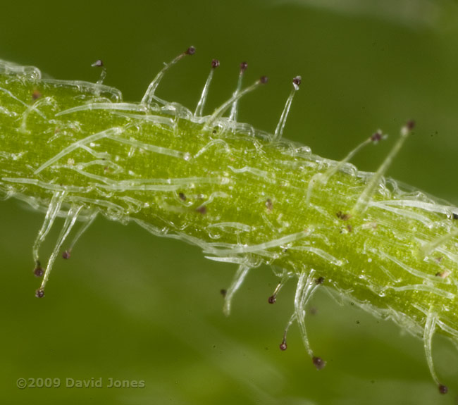 Shaggy Soldier(Galinsoga quadriradiata) - 4; close-up of flower stalk (c)