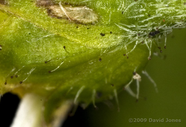 Shaggy Soldier(Galinsoga quadriradiata) - 4; close-up of flower stalk (d)