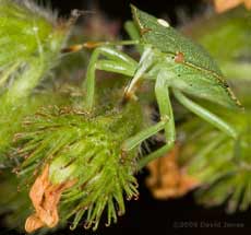 Common Green Shield Bug feeds at Common Agrimony seed head