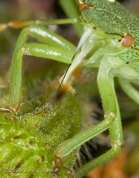 Common Green Shield Bug feeds at Common Agrimony seed head - close-up