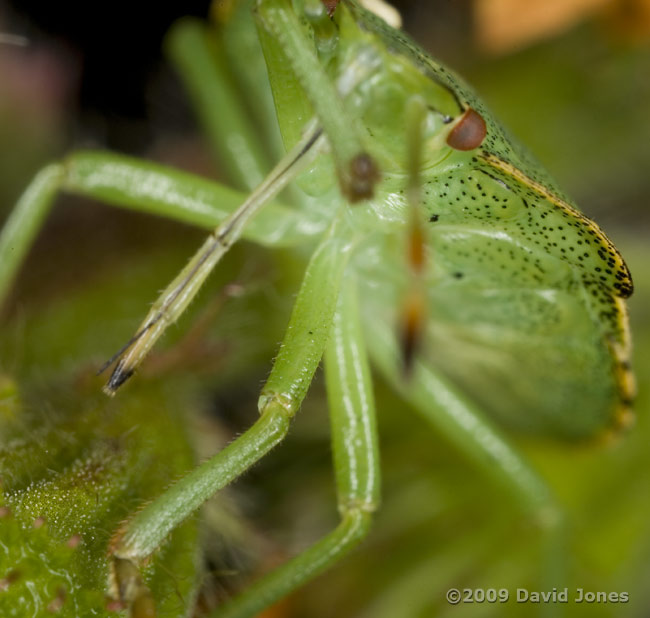 Common Green Shield Bug retracts its proboscis