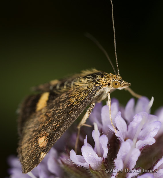 Pyrausta aurata on Mint flowers