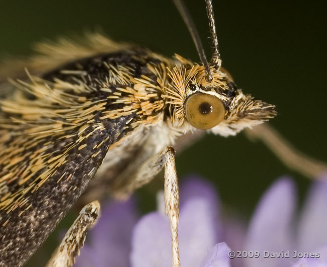 Pyrausta aurata on Mint flowers - close-up