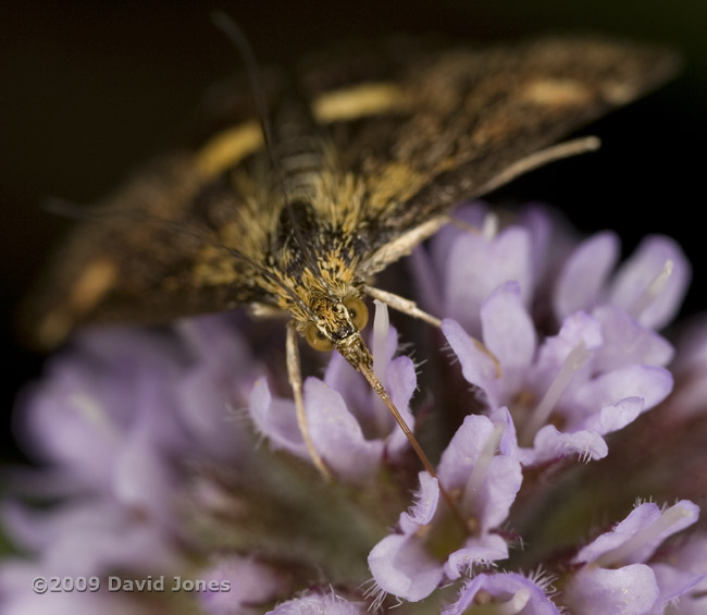 Pyrausta aurata feeds at Mint flower