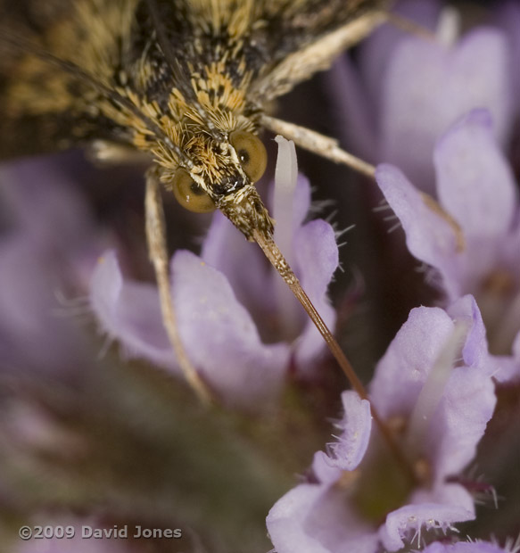 Pyrausta aurata feeds at Mint flower - close-up