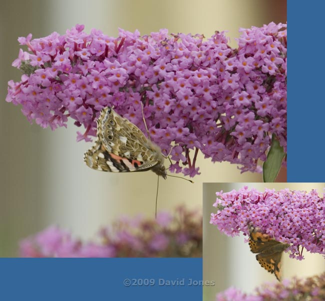 Painted Lady on Buddleia flower head