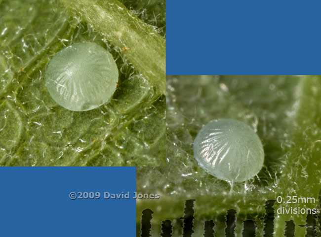 Eggs (butterfly or moth?) on Willow leaves