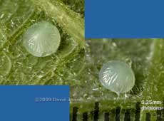 Eggs (butterfly or moth?) on Willow leaves