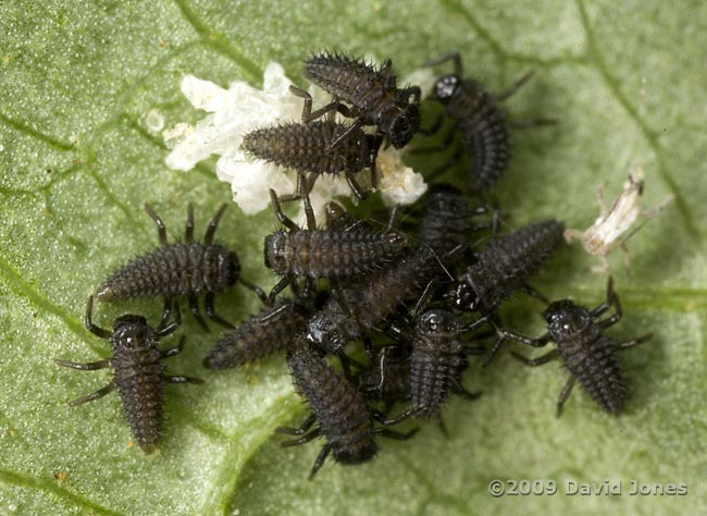 Ladybird larvae (probably Harlequin Ladybird) on Elder leaf