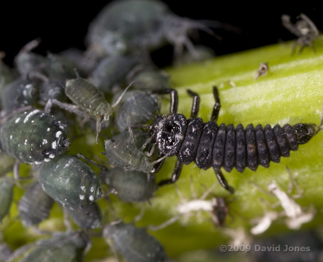 Ladybird larva (probably Harlequin Ladybird) with aphids on Elder leaf