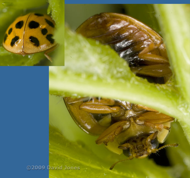 Harlequin Ladybird resting amongst leaves on Elder