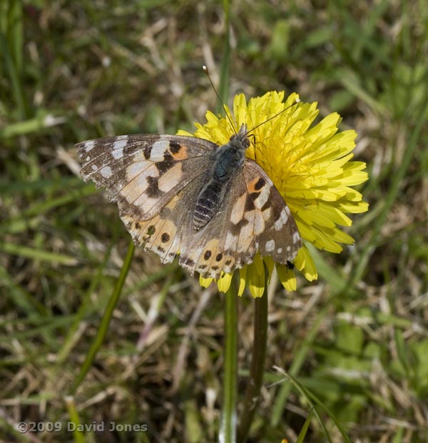 Painted Ladies stop to feed by our cottage, Pinetrees - Lizard Peninsular, 1 June - 1