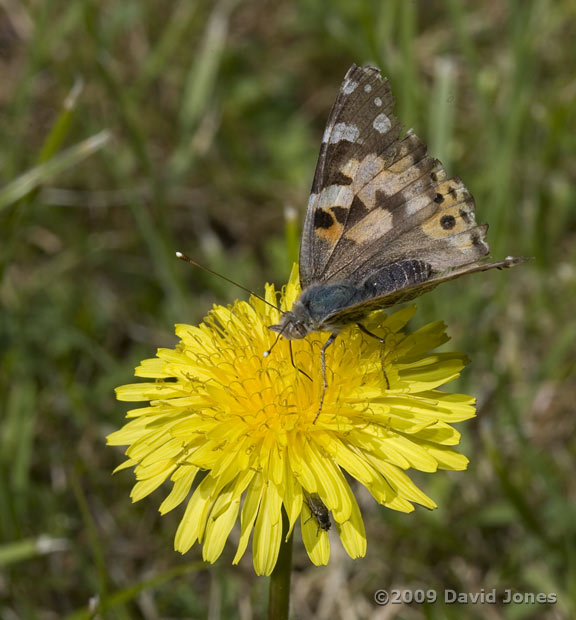 Painted Ladies stop to feed by our cottage, Pinetrees - Lizard Peninsular, 1 June - 2