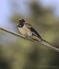Swallow rests on a power line, 3 June