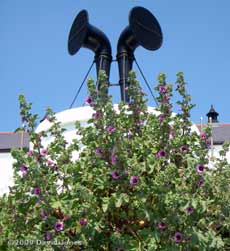 Tree Mallow in front of the foghorns at Lizard Point, 4 June