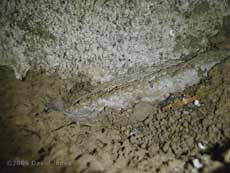 Interior of House Martin nest, 4 June