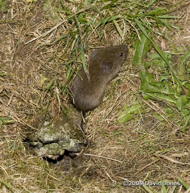 Field Vole, 4 June - 1