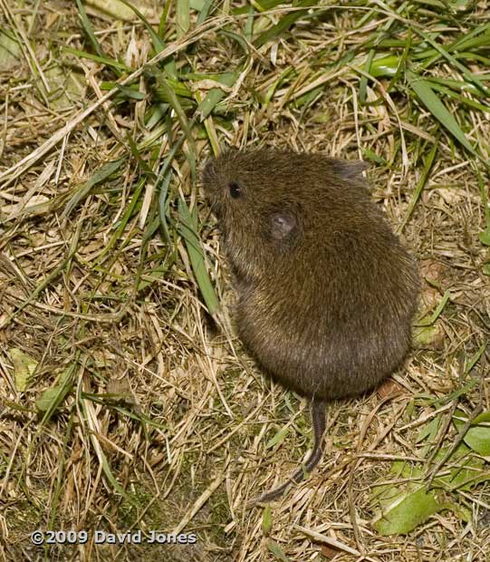 Field Vole, 4 June - 2