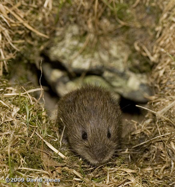 Field Vole, 4 June - 3