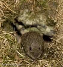 Field Vole, 4 June