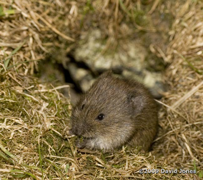 Field Vole, 4 June - 4