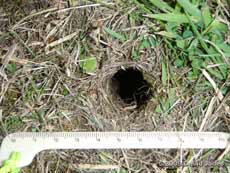 An entrance to a Field Vole burrow, 4 June