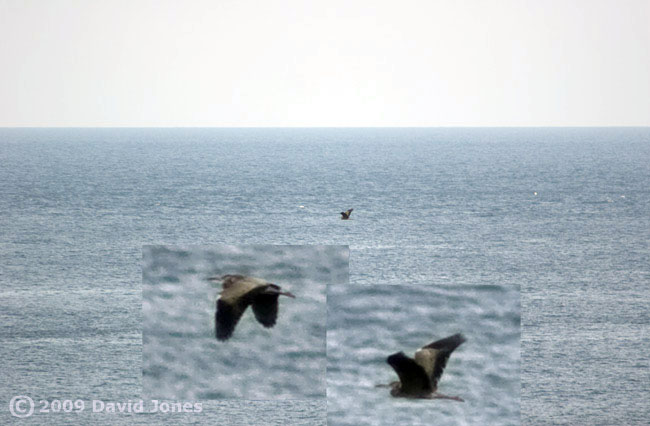 A Grey Heron heads out to sea past Lizard Point, 5 June