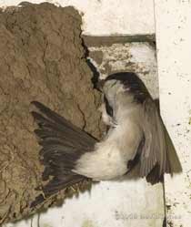 House Martin brings mud to patch its nest