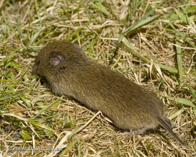 Field Vole (d), 5 June - 1