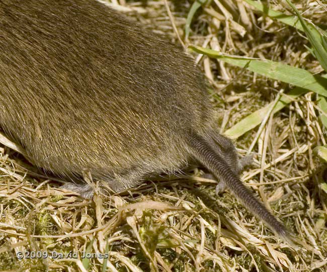 Field Vole (d), 5 June - 2