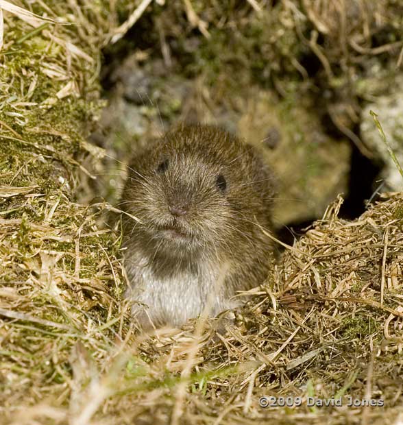 Field Vole (a), 5 June - 1