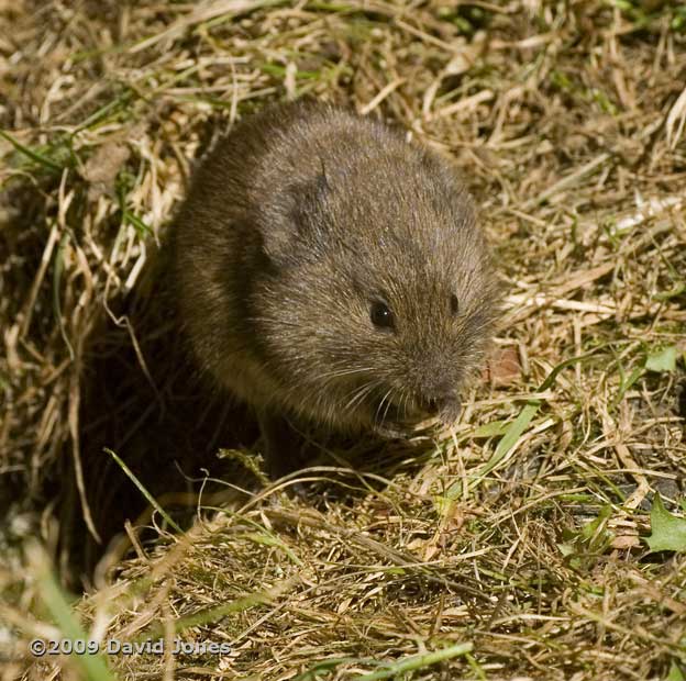 Field Vole (a), 5 June - 2