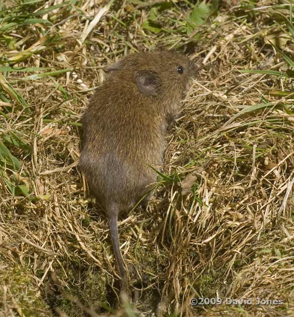 Field Vole (a), 5 June - 3