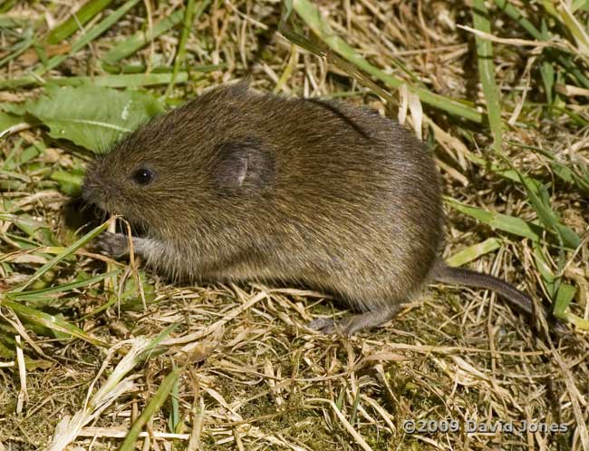 Field Vole (a), 5 June - 4