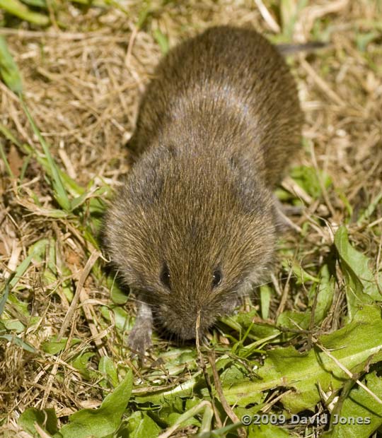 Field Vole (b), 5 June - 1