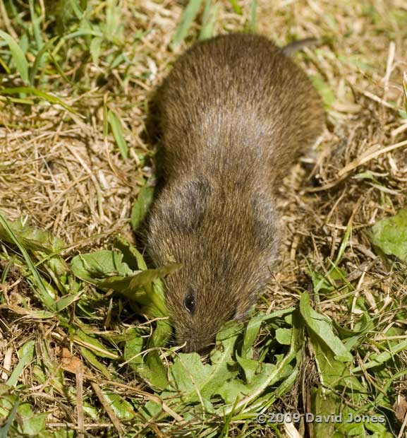 Field Vole (b), 5 June - 2