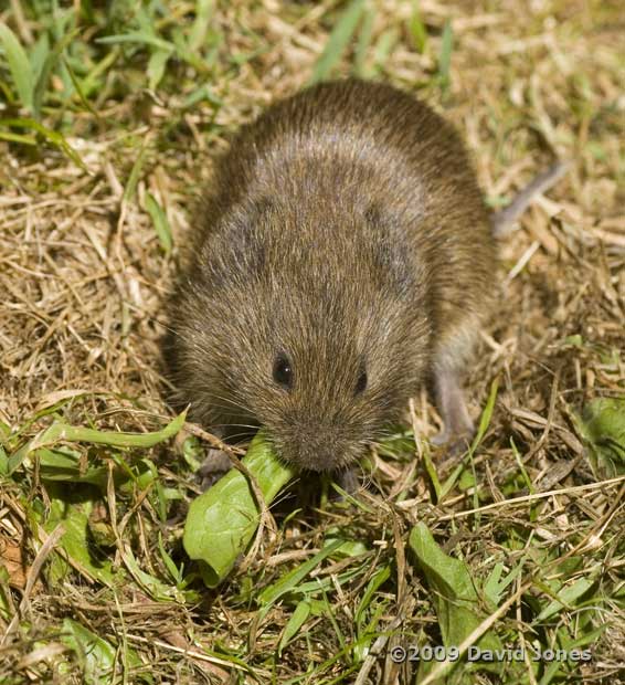 Field Vole (b), 5 June - 3