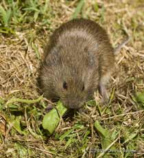 Field Vole (b), 5 June